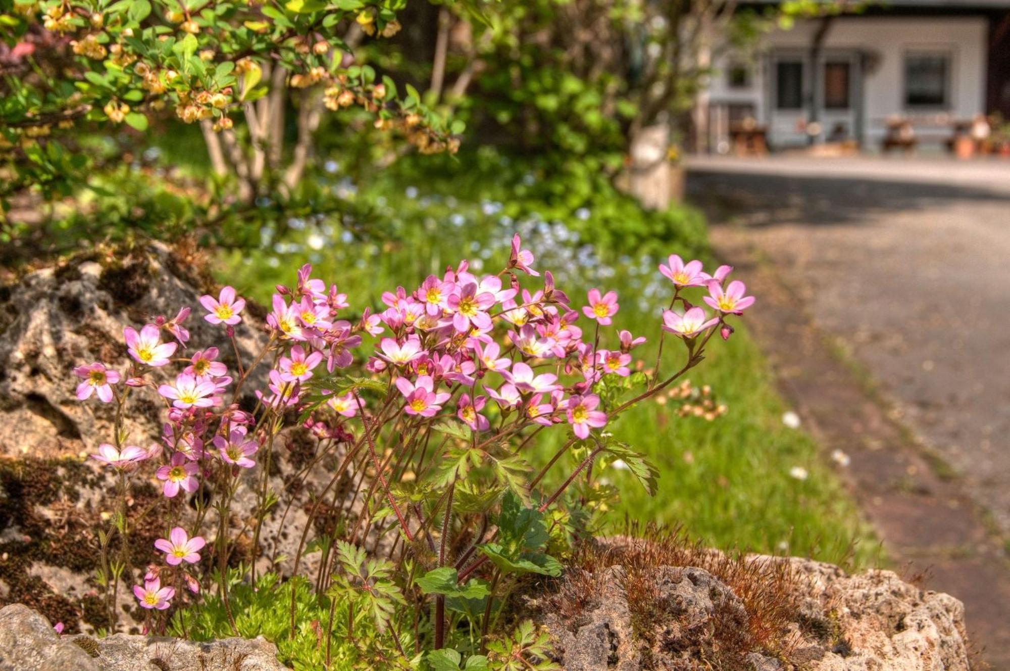 Ferienwohnungen Lindenhof Willingen  Bagian luar foto